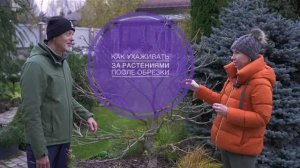 КАК УХАЖИВАТЬ ЗА РАСТЕНИЯМИ ПОСЛЕ ОБРЕЗКИ