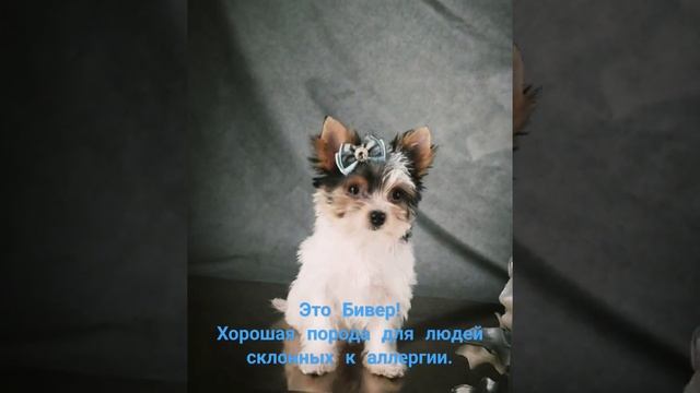Топ лучших пород для людей склонных к аллергии - #Бивер должен быть в списке ваших предпочтений. смотреть онлайн