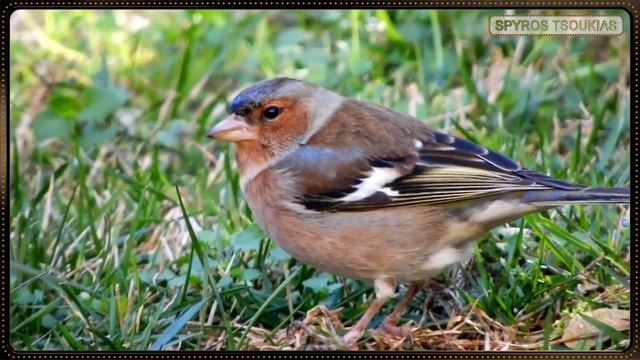 Σπίνος Σπίνοι Κελάηδημα - Common chaffinch best song смотреть онлайн