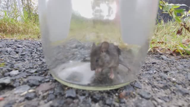 Ловлю МЫШЕЙ