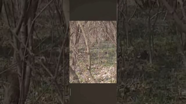 Белочка🐿️ смотреть онлайн