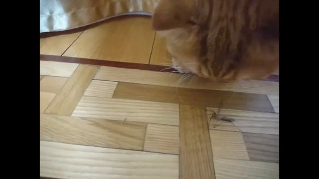 Кошка поймала какое-то насекомое и сожрала смотреть онлайн