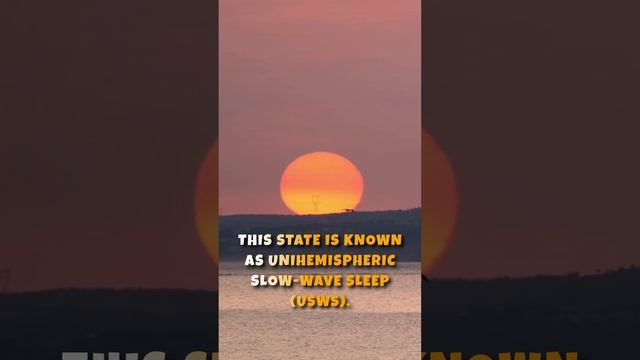Did You Know Albatrosses Never Really Land? смотреть онлайн