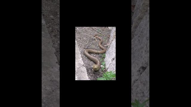 #shorts Желтопузик - мой друг! // Geltopuzik Is My Friend!