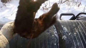 Охота на соболя, есть результат..mp4