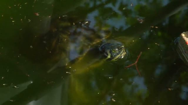 Reptiles & Snake Identification : About Turtle Farming смотреть онлайн