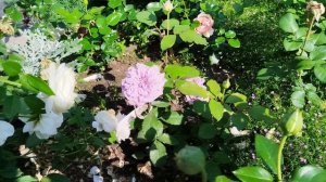 Приветы из лета🐈🌹🐈⬛#роза Наутика, #роза Новалис, #роза Лавендер Пиноккио, #роза Блю Романеско