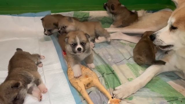 Щенки акита ину отдыхают после обеда, 4 недели смотреть онлайн