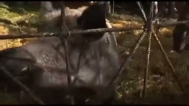 Агроусадьба Сядзіба у Дудзіка ( Могилёвская область) смотреть онлайн