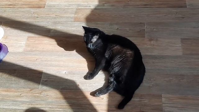 БУДНИЙ ДЕНЬ // УЧЕБА // ГОРОШНИЦА // КЕСАДИЛЬЯ смотреть онлайн