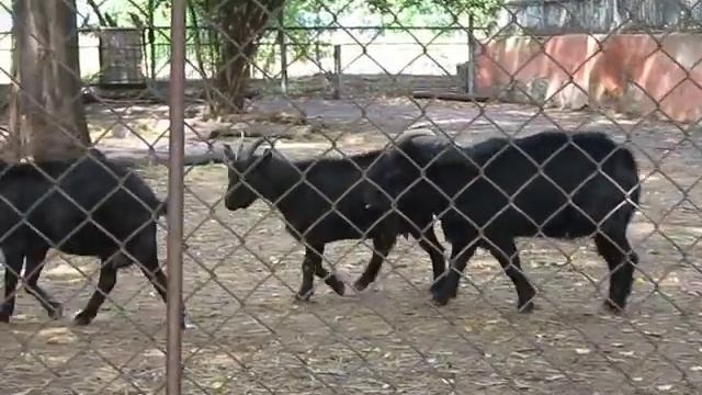 козел пьет свою мочу смотреть онлайн