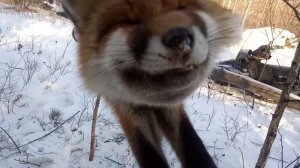 Охота на соболя, плутовка попалась!.mp4