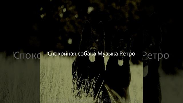 Атмосфера (Милые Собаки)