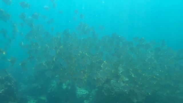 Snorkeling In Koh Phangan (Thailand)