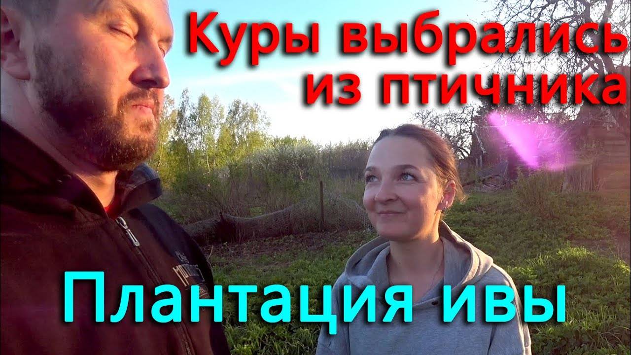 Посадили еще 200 ив. Выравниваем участок. Куры начали гулять и нести яйца на пол. смотреть онлайн