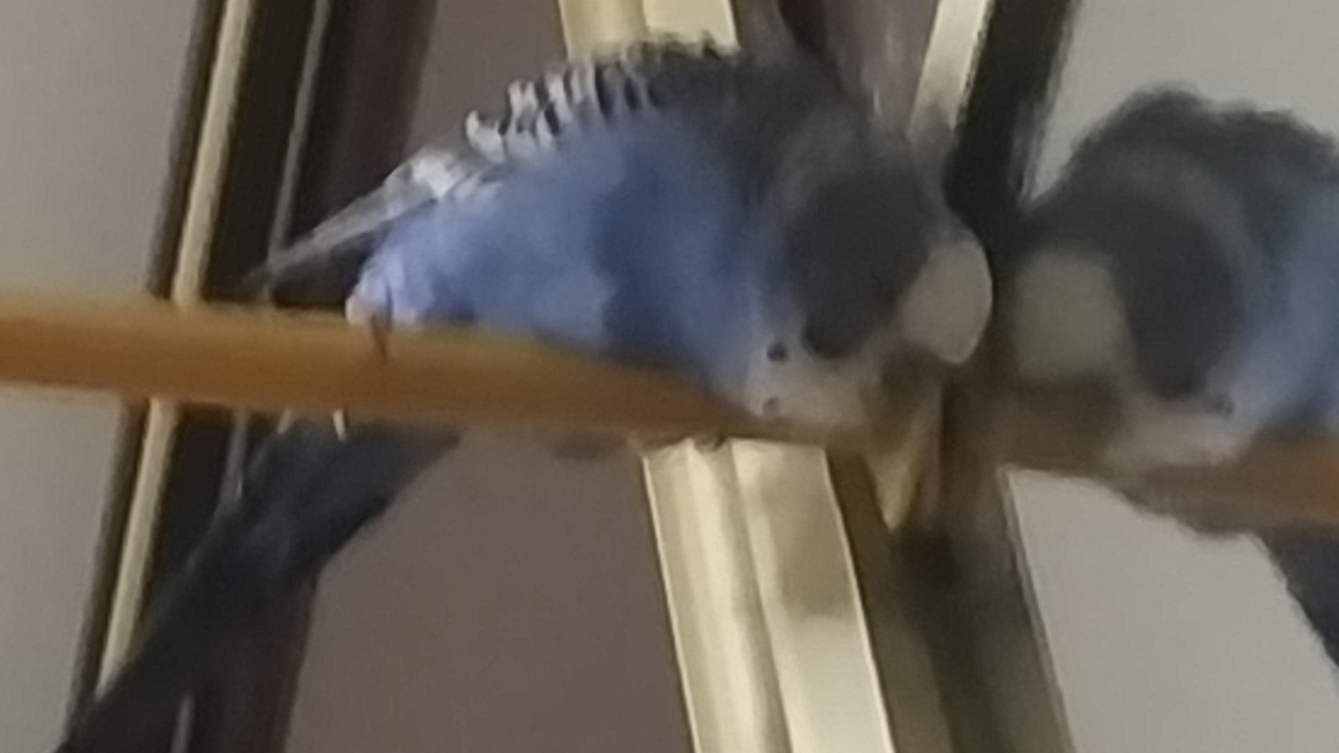 рома Meme мем про ромуса