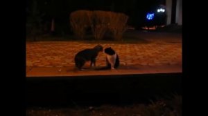 Коты дерутся