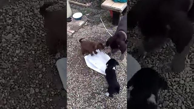 Собака и щенки смотреть онлайн