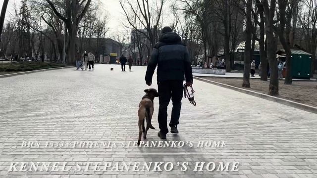 Прогулка в городе BRN 45335 Phoenix Stepanenko’s Home смотреть онлайн