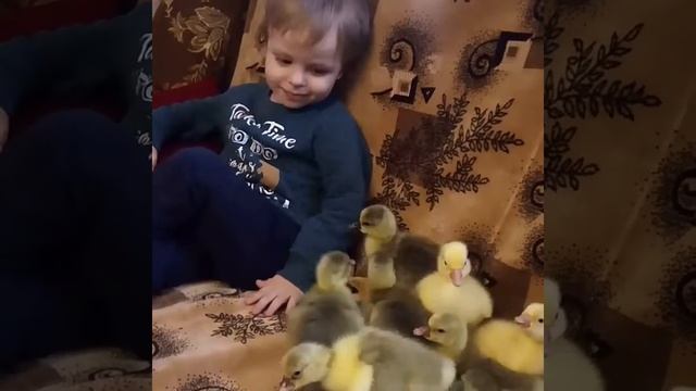 гуси- гуси 🐤