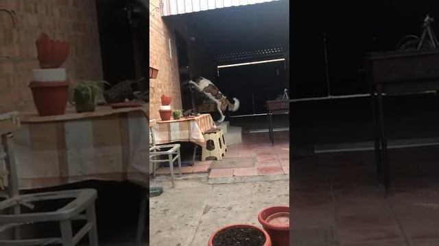 Бася и умная дверь смотреть онлайн