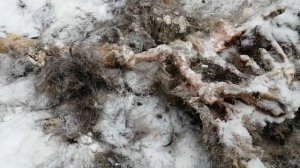 Охота на соболя. Соболёк добыл косулю..mp4