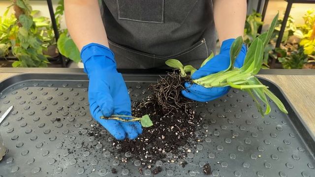 Пересадка комнатных растений и цветов » Ноябрь 2024 смотреть онлайн