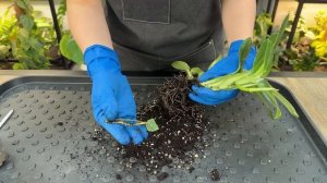 Пересадка комнатных растений и цветов » Ноябрь 2024