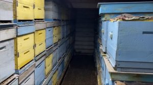 Зимовка в омшанике 28.01.2023