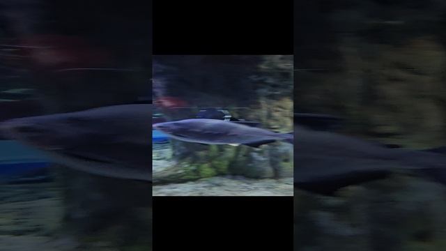 Большой океанариум на острове Фукуок смотреть онлайн