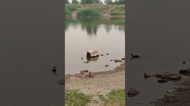 Уточки🌿 смотреть онлайн