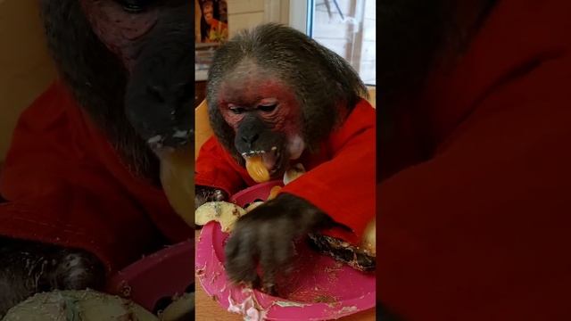 с Новым годом , друзья!!!! Обезьянья семейка желает всем счастья и добра!!!👌👋🎉🎄 смотреть онлайн