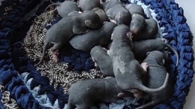 Крысята-негритята (и одна агутька) :) смотреть онлайн