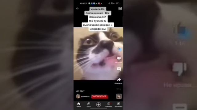 Кот срет (басс буст) смотреть онлайн