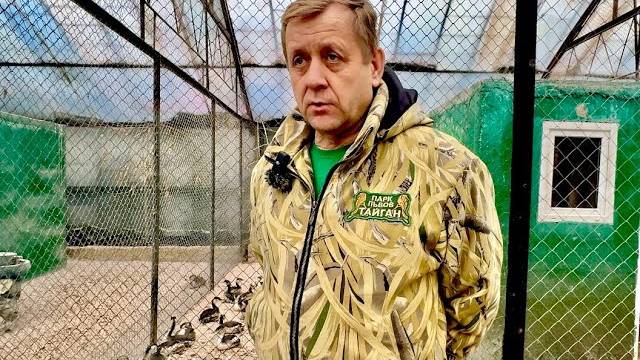 Тайган и Сказка продолжают принимать СОТНИ ПТИЦ пострадавших от разлившегося мазута. смотреть онлайн