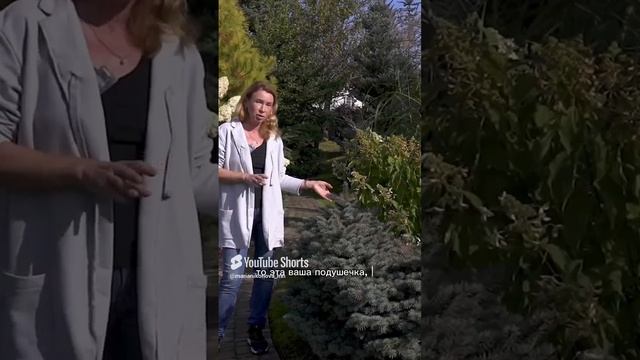 Формирование ели Колючей. смотреть онлайн