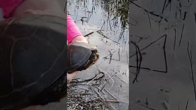 Черепашка😍🐢 смотреть онлайн