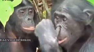 Самые смешные аварские видео1