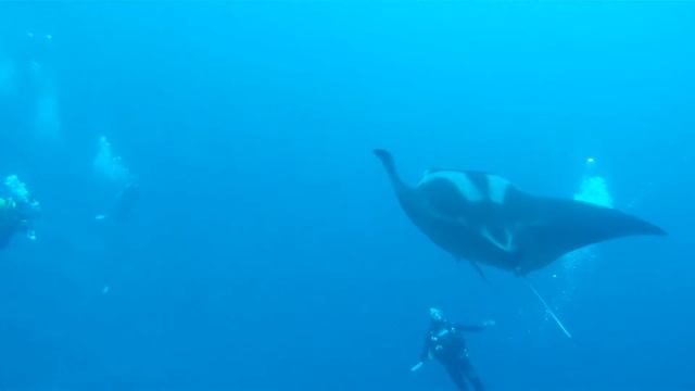Giant Manta смотреть онлайн
