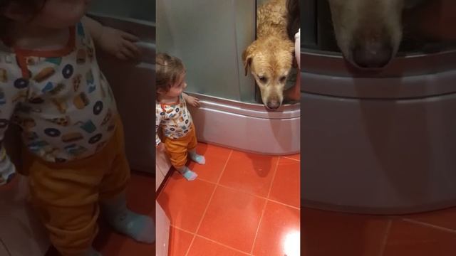 Лабрадор | Гавра | водные процедуры )))