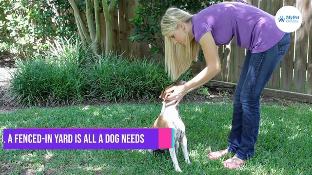 15 Common Dog Myths Busted - Don't Believe The Lies!