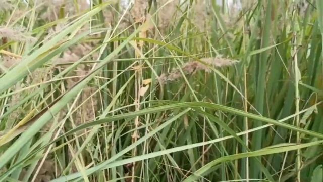 Прятки с мухтаром смотреть онлайн