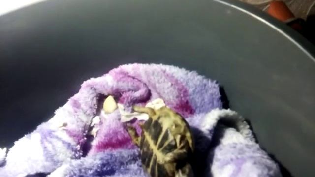 Черепаха переворачивается смотреть онлайн