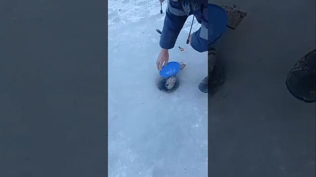 поимки форели смотреть онлайн