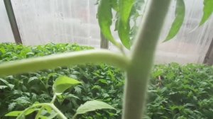 КАК ФОРМИРОВАТЬ ТОМАТ В 2 СТВОЛА? ОГОРОДНАЯ АЗБУКА ОЛЬГИ ЧЕРНОВОЙ.