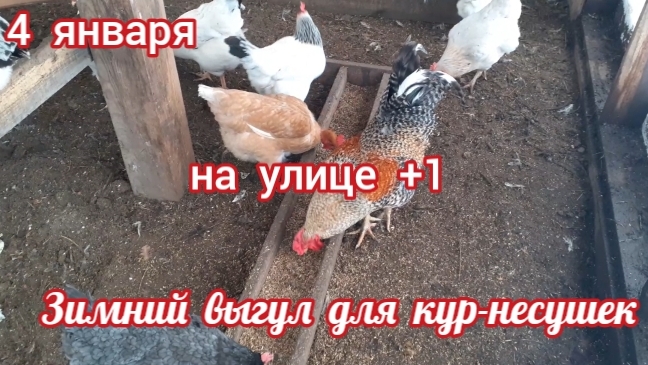 Зимний выгул для кур-несушек. Чем кормлю. Собираю яйца. смотреть онлайн