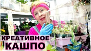 Креативное кашпо для традесканций. Необычное использование старых вещей