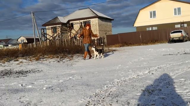 СИБИРСКОГО ХАСКИ ЩЕНОК Яника ПРОДАЕТСЯ. смотреть онлайн
