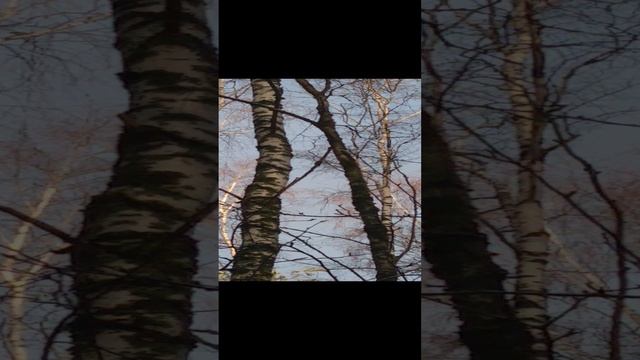 Как мы нашли в лесу дятла и засняли его на видео!!!!!!!!!!!!!!!!!!!!!!!!!!!!!!!!!!!!!!!!!!!!!!!!!!!! смотреть онлайн