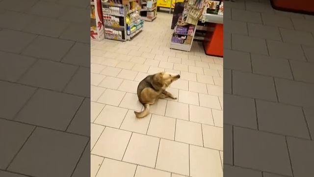 собака в магазине пятерочка